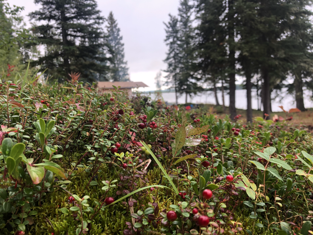 Photos of the Fort McKay Traditional Territory to help illustrate the purposes and relationships between plants, soils, wetlands, or muskeg shared through oral storytelling by Jean L’Hommecourt. Photo credit: Fort McKay First Nation.